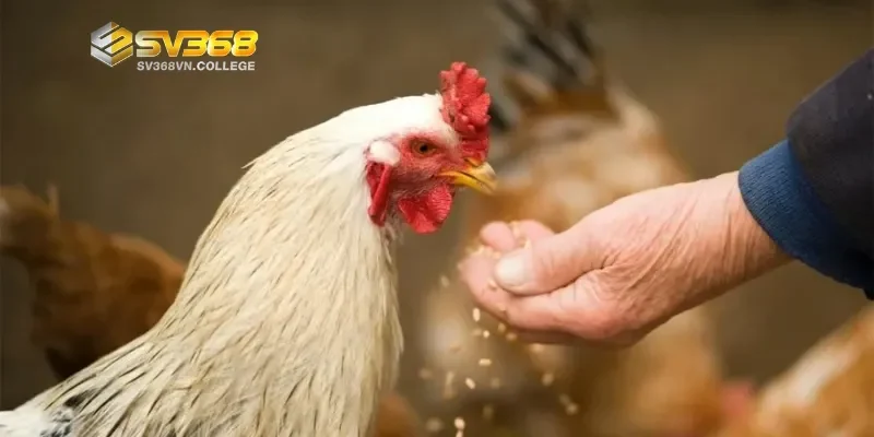 Tìm hiểu quan trọng của dinh dưỡng gà trước ngày thi đấu
