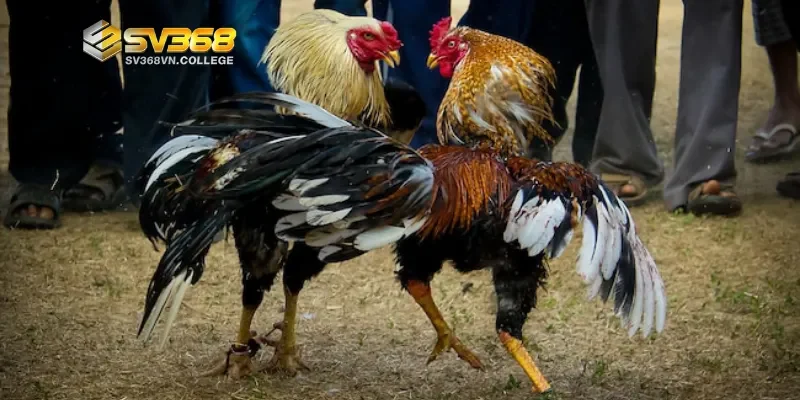 Vì sao cần nhận biết gà mạnh yếu trước trận?
